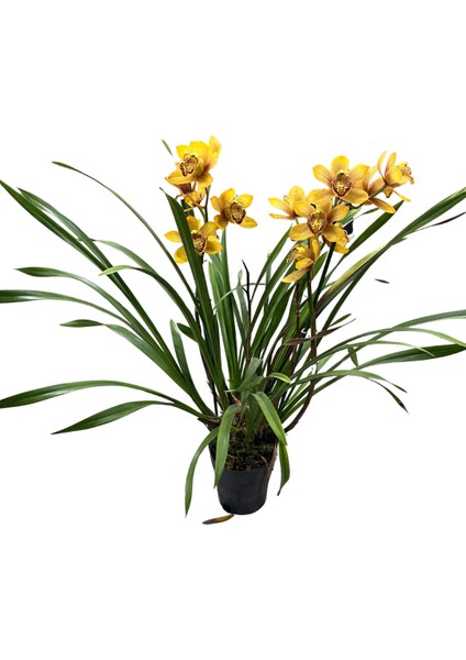 Cymbidium 'rustic Orange' (Simbidyum Orkide) fiyatları