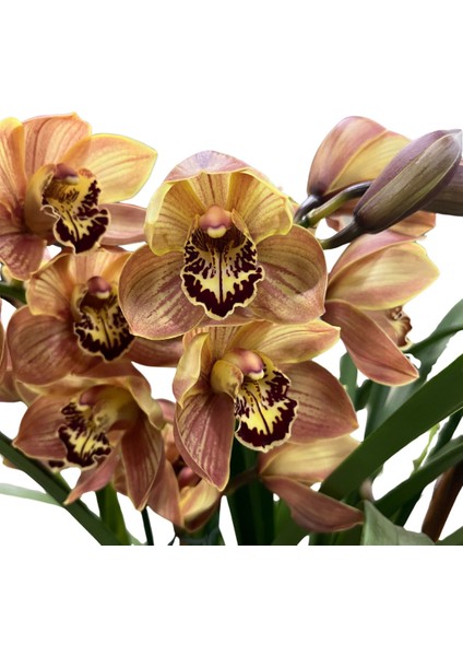 Cymbidium 'charly Brown' (Simbidyum Orkide)
