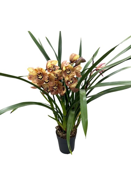 Cymbidium 'charly Brown' (Simbidyum Orkide) fiyatları