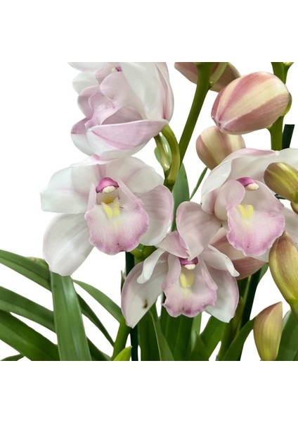 Cymbidium 'leontine' (Simbidyum Orkide)