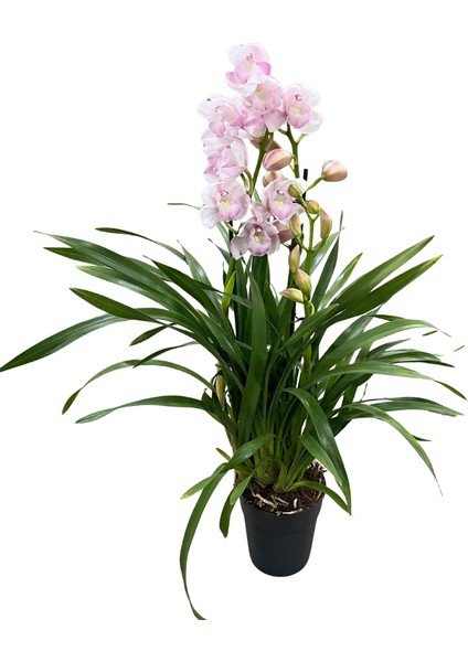 Cymbidium 'leontine' (Simbidyum Orkide) fiyatları