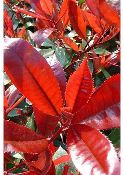 Alev Çalısı Fidanı Saksılı 30 - 40 cm