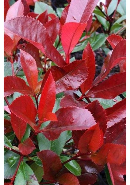 Alev Çalısı Fidanı Saksılı 30 - 40 cm fiyatları