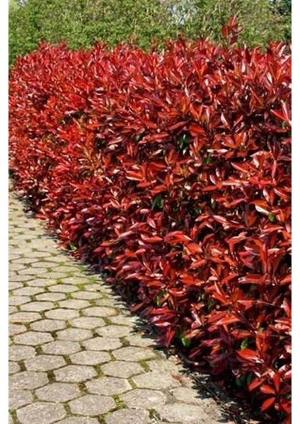 Alev Çalısı Fidanı Saksılı 30 - 40 cm modelleri