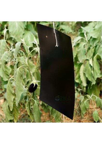 10 Adet Siyah Yapışkan Kart Tuzak 25×10 – Tuta Için Etkili Kart modelleri