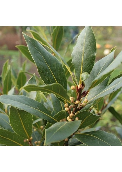 3 Yaş Defne Fidanı