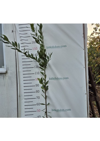 3 Yaş Defne Fidanı fiyatları