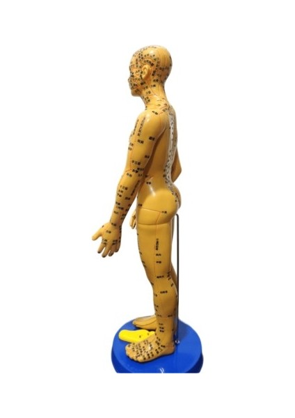 Akupunktur Eğitim Için Insan Maketi