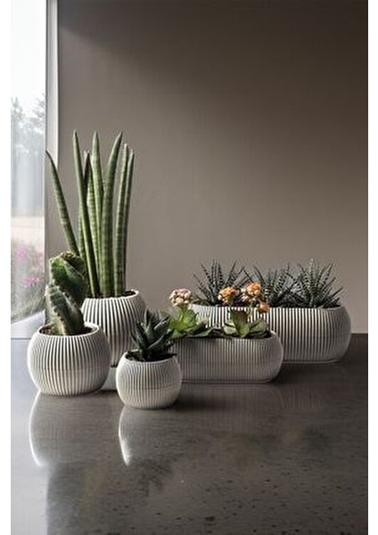 TeknoTrust 5 Parça Mercan Saksı Seti, Bej Renk, Dayanıklı Plastik Malzeme ile Ev Dekorasyonu