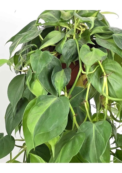 Patos Askılı – Epipremnum aureum – 15 cm Saksı fiyatları