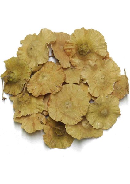 Çaltı Dikeni 70G fiyatları