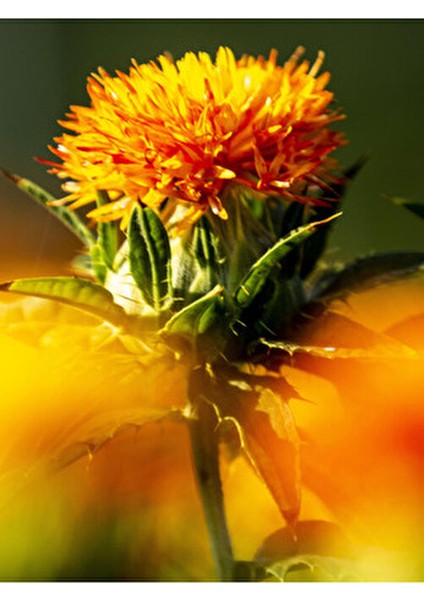 Aspir Tohumu Yağı 1 lt Yüksek E Vitamini İçeren Soğuk Sıkım Bitkisel Yağ modelleri