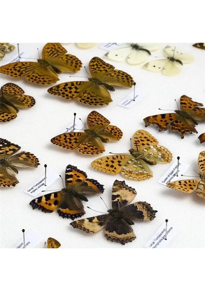 700PCS Örnek Böcek Pimleri Epoksi Reçine Kafalı Paslanmaz Çelik Böcek Pimleri Örneği Entomoloji Pimleri (Yurt Dışından) indirimleri