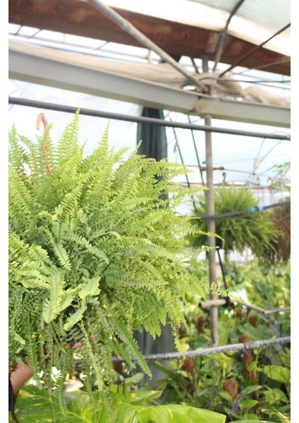 Nephrolepsis Fujer - Aşk Merdiveni - Ev Ofis Salon Iç Mekan Bitkisi 30-50 cm Dolgun Form Iç Mekan Btitkisi fiyatları