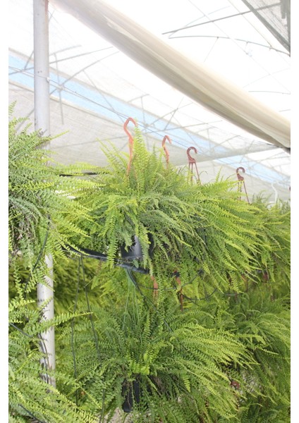 Nephrolepsis Fujer - Aşk Merdiveni - Ev Ofis Salon Iç Mekan Bitkisi 30-50 cm Dolgun Form Iç Mekan Btitkisi modelleri