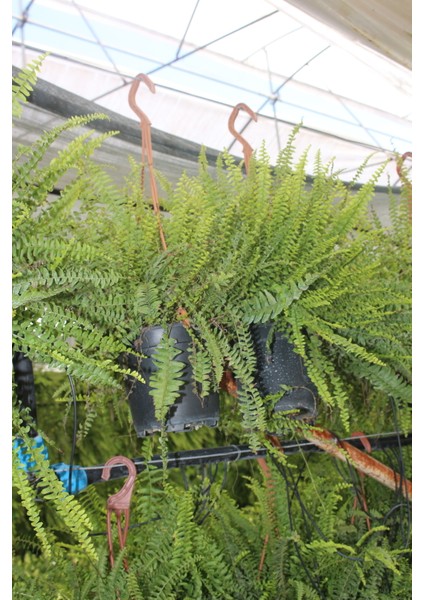 Nephrolepsis Fujer - Aşk Merdiveni - Ev Ofis Salon Iç Mekan Bitkisi 30-50 cm Dolgun Form Iç Mekan Btitkisi fırsatları