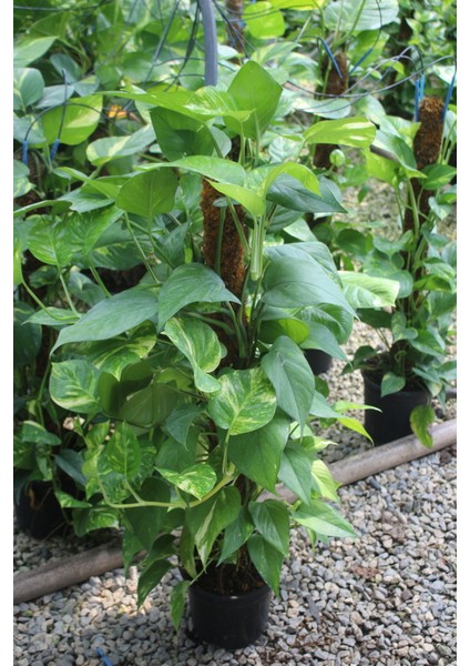 Büyük Boy Patos Sarmaşığı Pothos Salon Sarmaşığı 100-140 cm Ofis ve Iç Mekan Bitkisi