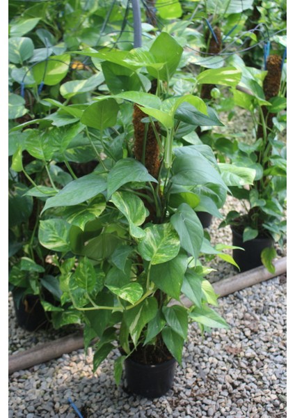 Büyük Boy Patos Sarmaşığı Pothos Salon Sarmaşığı 100-140 cm Ofis ve Iç Mekan Bitkisi fiyatları