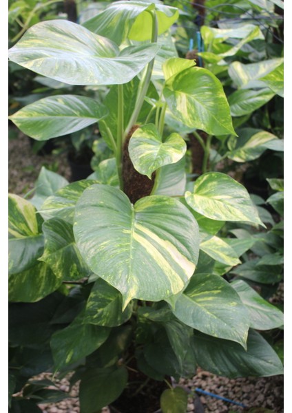 Büyük Boy Patos Sarmaşığı Pothos Salon Sarmaşığı 100-140 cm Ofis ve Iç Mekan Bitkisi modelleri