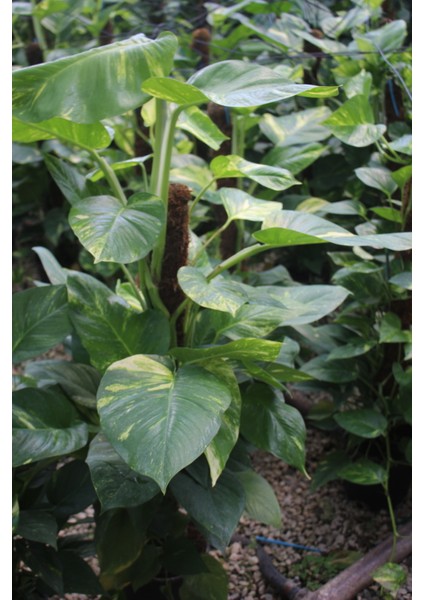 Büyük Boy Patos Sarmaşığı Pothos Salon Sarmaşığı 100-140 cm Ofis ve Iç Mekan Bitkisi fırsatları