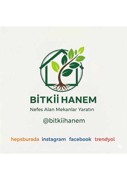 Kauçuk Ağacı (Ficus Elastica) Bitkisi