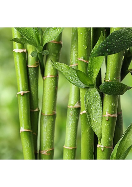 Bedding Bambu Bebek Yorganı 95X145 OUTLET-1A fiyatları