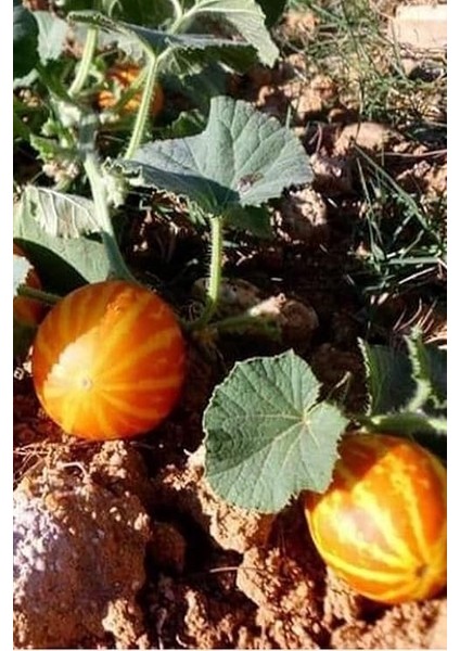 Kokulu Süs Kavunu Tohumu / 10 Adet Şamama Tohumu indirimleri