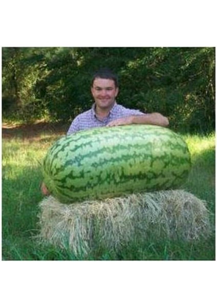 Dünyam Eko Paket 30 Adet Dev Diyarbakır Karpuz Tohumu