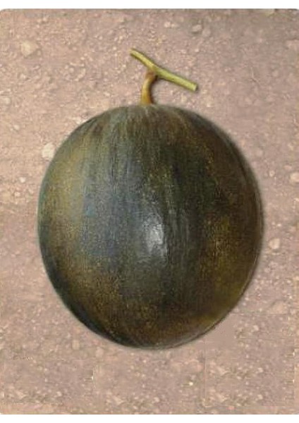 Tarım Ata Tohumu Yerli Kışlık Kavun Karabey 100 Adet Tohum