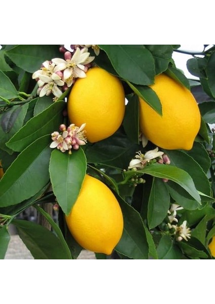 Sepetim 2 Yaş Aşılı 7 Veren(Yediveren) Mayer Limon Fidanı
