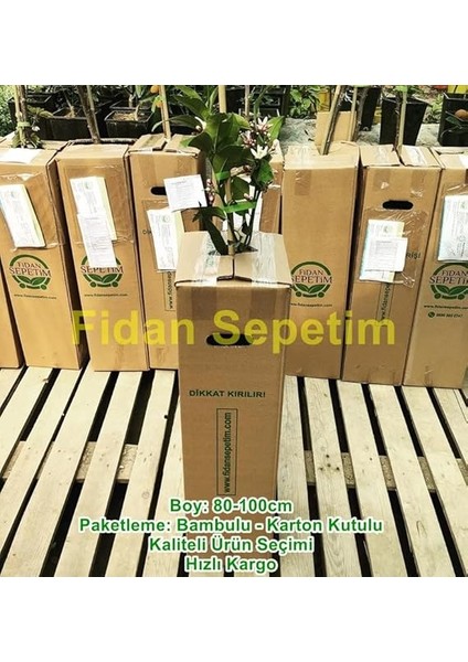 Sepetim 2 Yaş Aşılı 7 Veren(Yediveren) Mayer Limon Fidanı modelleri