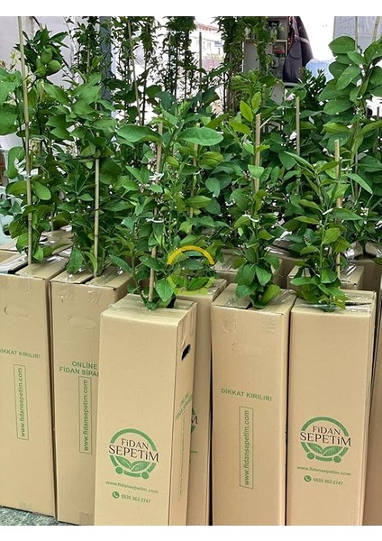 Sepetim 2 Yaş Aşılı 7 Veren(Yediveren) Mayer Limon Fidanı fırsatları