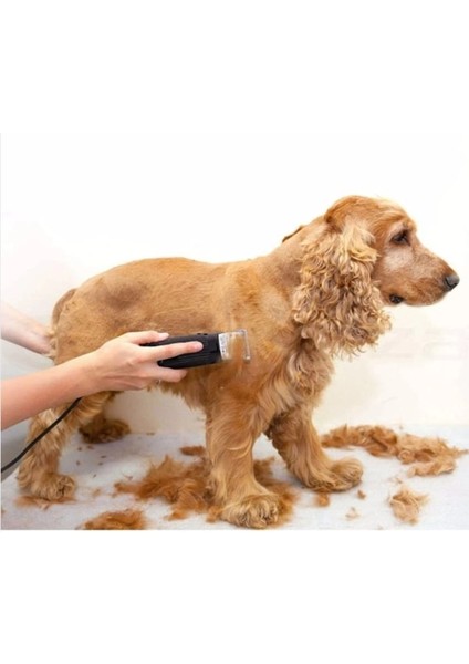 Evcil Hayvan Traş Makinesi Mepol 8008 Köpek Traş Aleti fiyatları