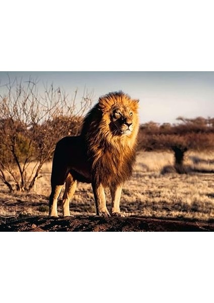 Puzzle 17107 Yetişkin Bulmaca fiyatları