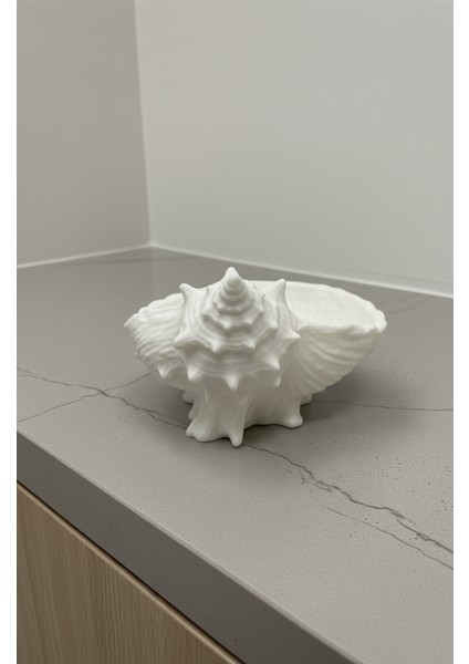 Deniz Kabuğu Dekor fiyatları