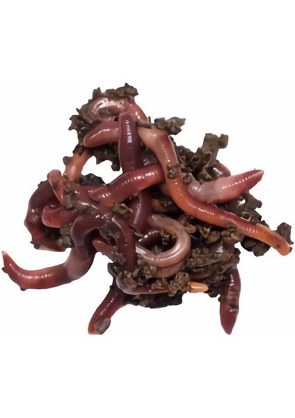 Organik 2.000 Adet Kırmızı Kaliforniya Kompost Gübre Solucanı