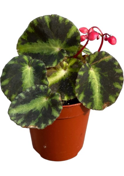 Begonia 'cleopatra' (Begonia Çiçeği)