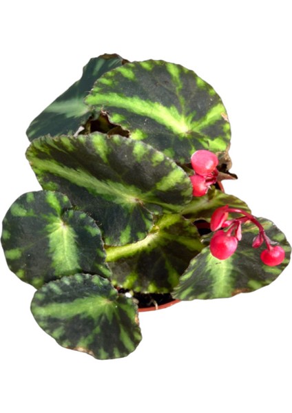 Begonia 'cleopatra' (Begonia Çiçeği) fiyatları