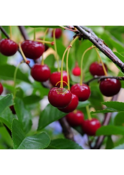 Sepetim 3 Yaş Kütahya Vişne Fidanı *yarı Bodur*