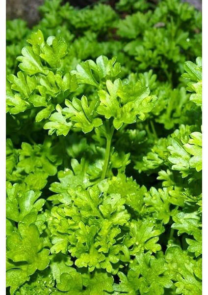 Maydanoz Tohumu 50 Adet Tohum fırsatları