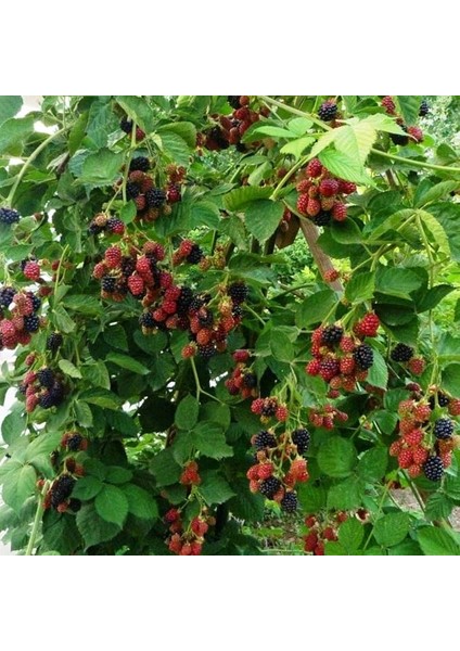 Tüplü Bol Verimli Dikensiz Chester Böğürtlen Fidanı