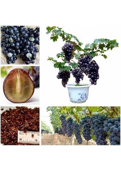 Siyah Üzüm Bonzai Ağacı Tohumu 5 Adet Bonsai Ağacı Tohumu fiyatları