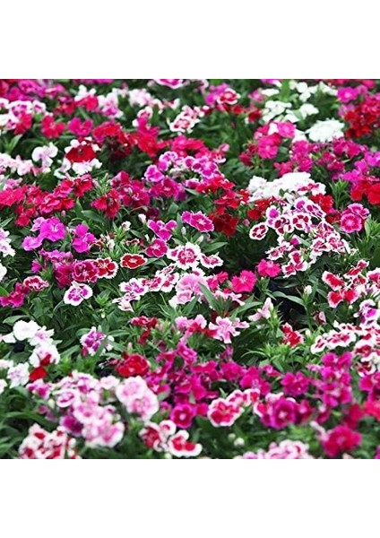 Paket Karışık Renkli Bodur Çin Karanfil Çiçeği Tohumu (450 Tohum) fiyatları