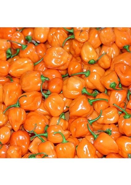 Adet Turuncu Habanero Acı Biber Tohumu