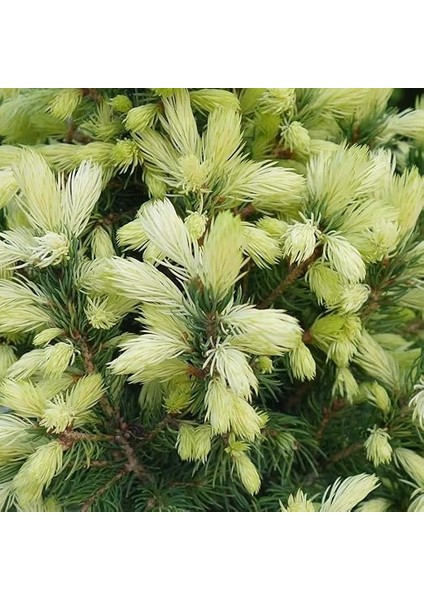Picea Glauca Beyaz Ladin Tohumu (10 Tohum) fiyatları