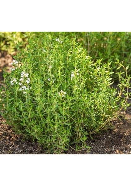 (Çoklu Tohum) - 3 Gram modelleri