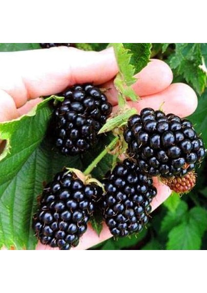 Tüplü Yüksek Verimli Iri Meyveli Arapaho Böğürtlen Fidanı