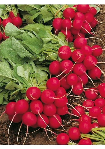 Garden Doğal Ufak Antep Turpu 100 Ad. Tohum