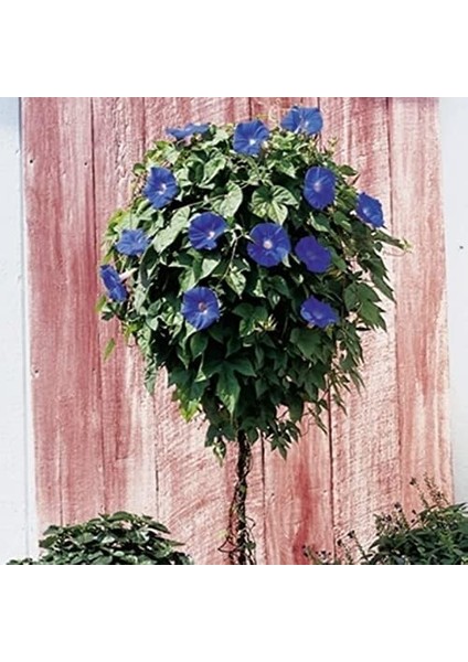 Gündüz Sefası Çiçeği Tohumu(10 Tohum) fiyatları