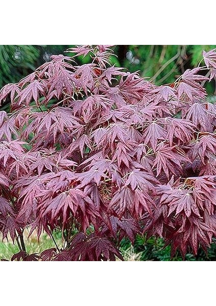 Kırmızı Akçaağaç Acer Palmatum Atropurpureum 10 Adet Tohum fırsatları